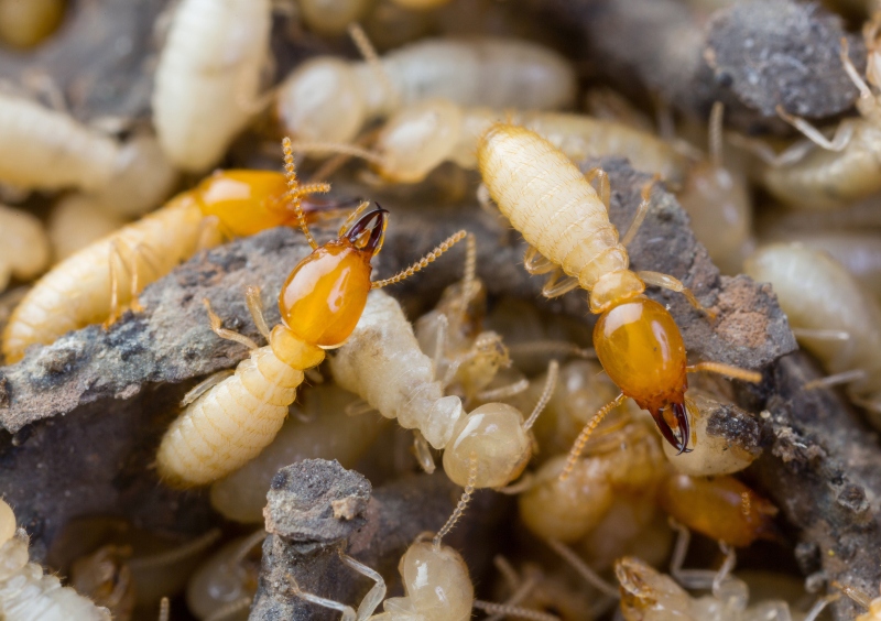 Gallery close up termites or white ants in thailand