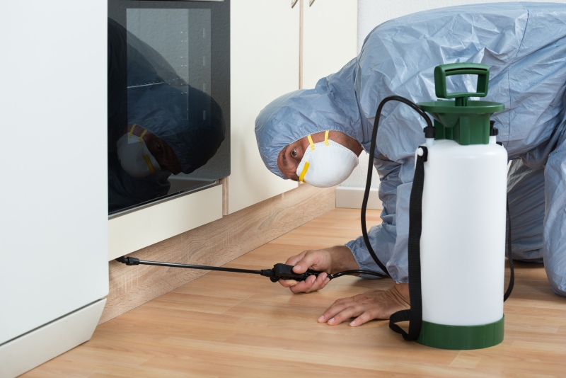 mature exterminator spraying pesticide on wooden cabinet of kitchen