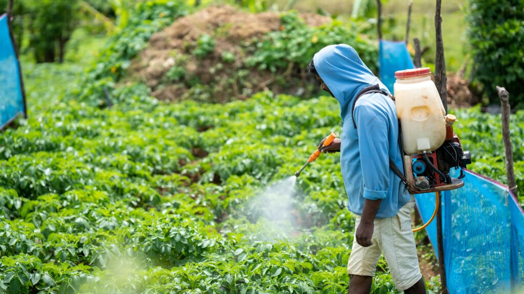 Gallery A farmer spraying crops in a lush vegetable field in Pattipola, Sri Lanka.
