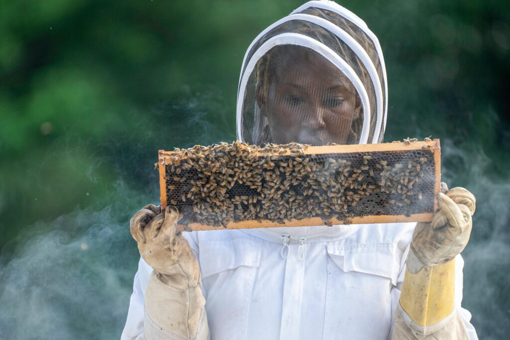 Gallery A beekeeper in protective gear inspects a bee-filled honeycomb outdoors in summer.